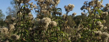 Konopáč (Eupatorium cannabinum)